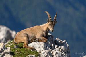 Bovški Gamsovec_11