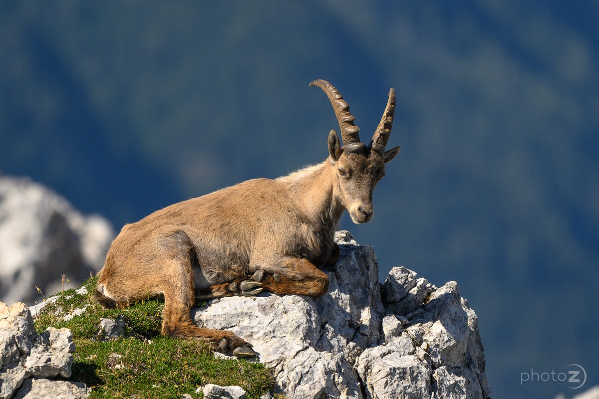 Bovški Gamsovec_11