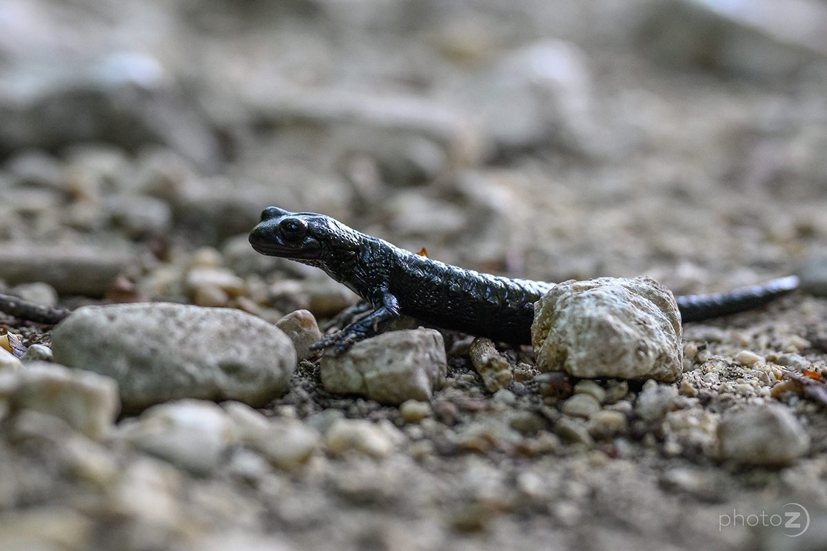 Bovški Gamsovec_14