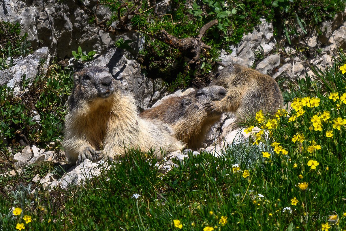 Bovški Gamsovec_16