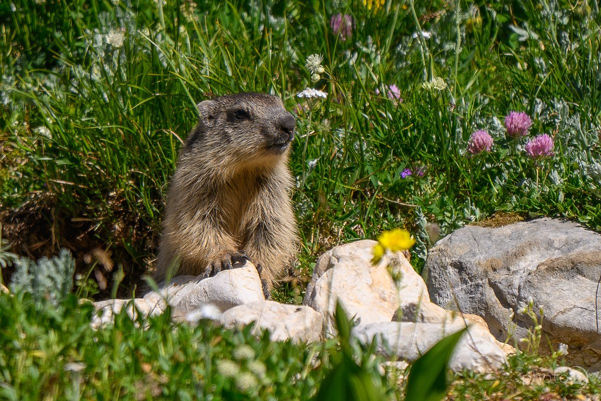 Bovški Gamsovec_17