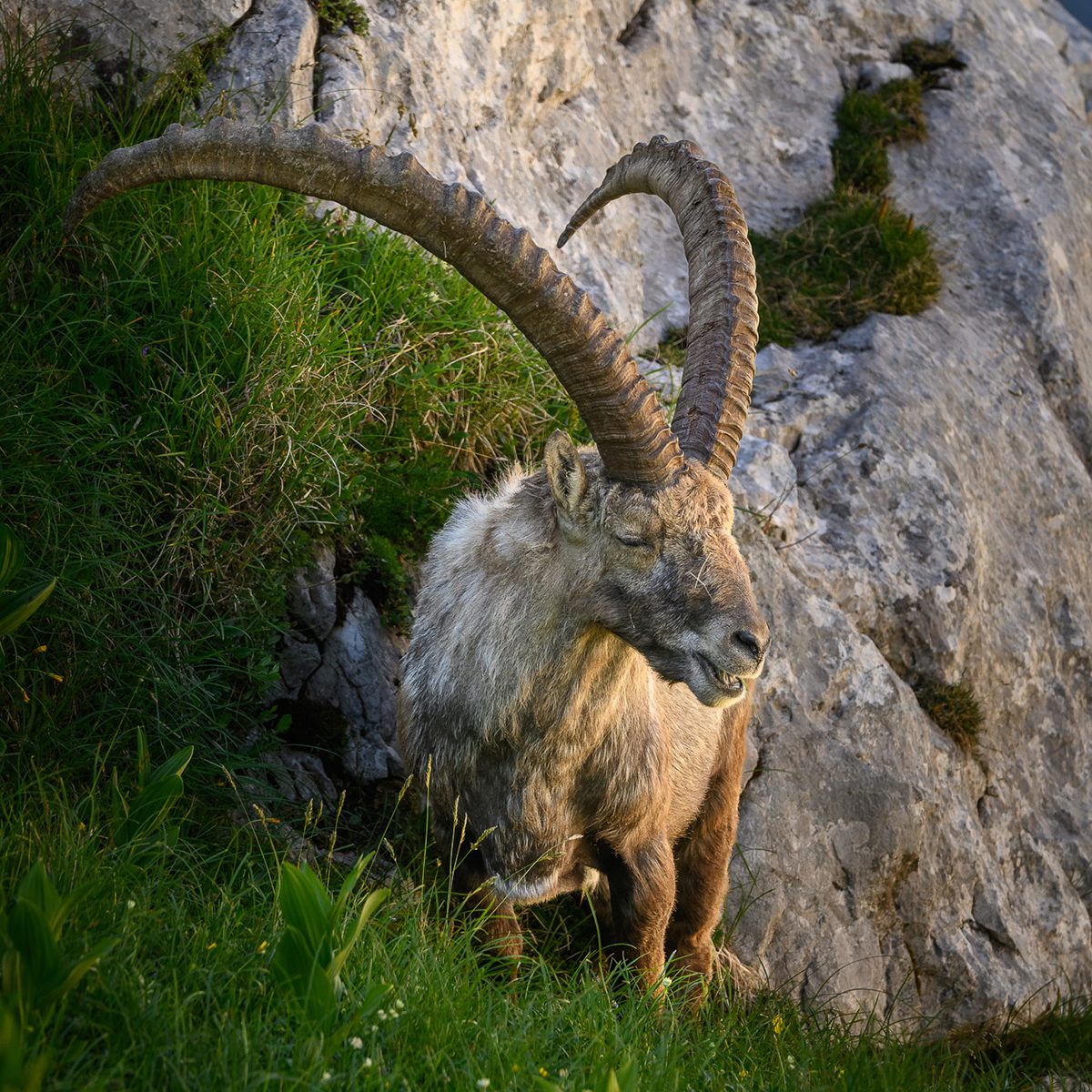 Bovški Gamsovec_18