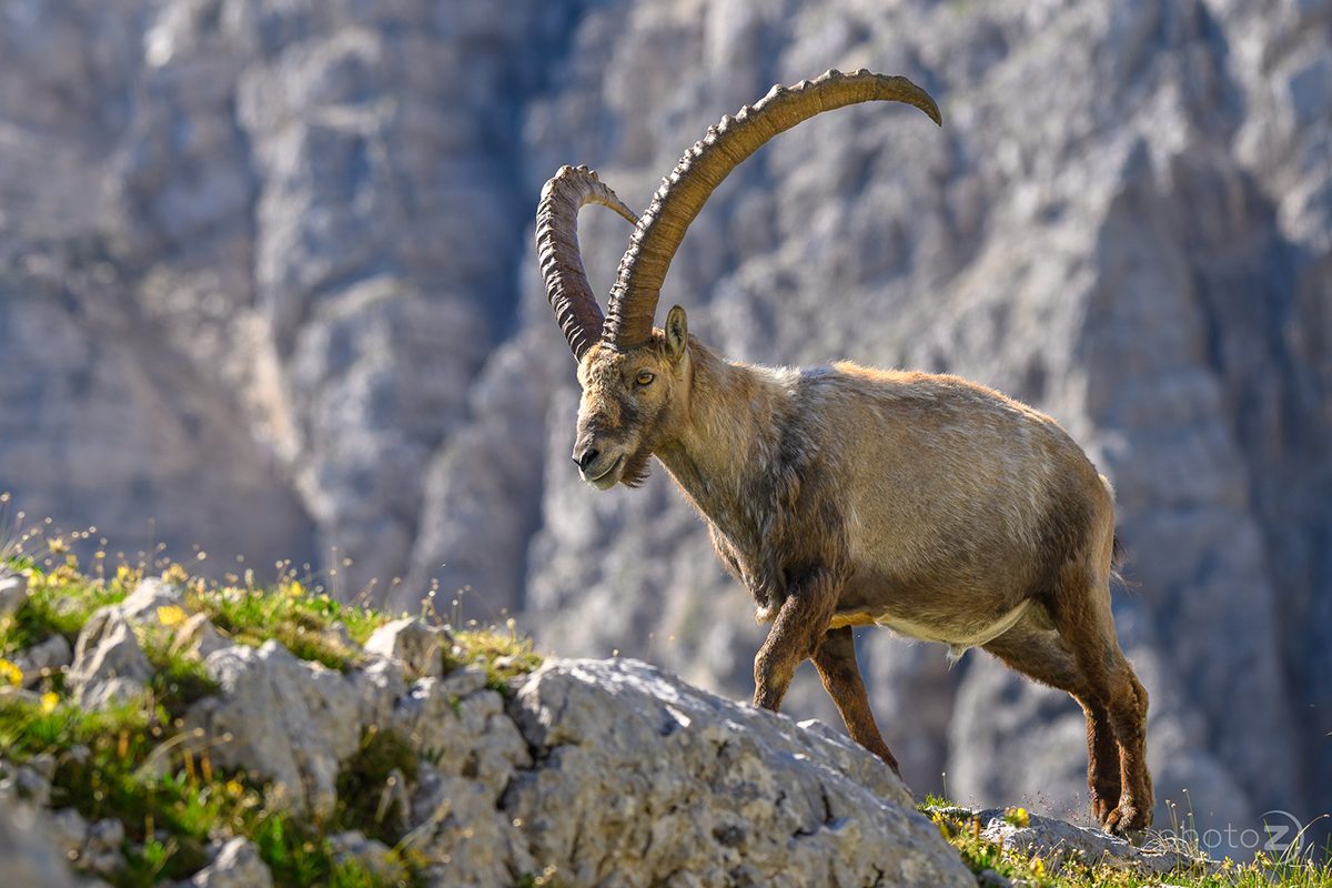 Bovški Gamsovec_9