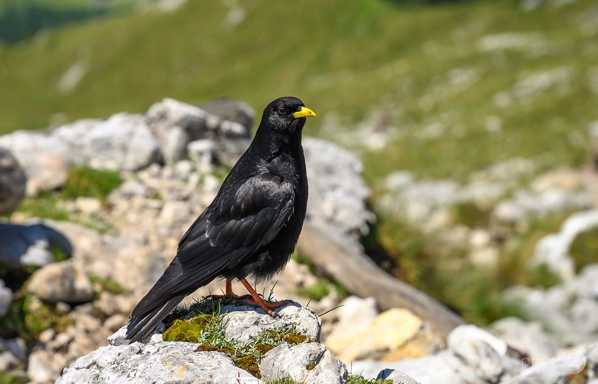 Planinska kavka na skali na Begunjščici
