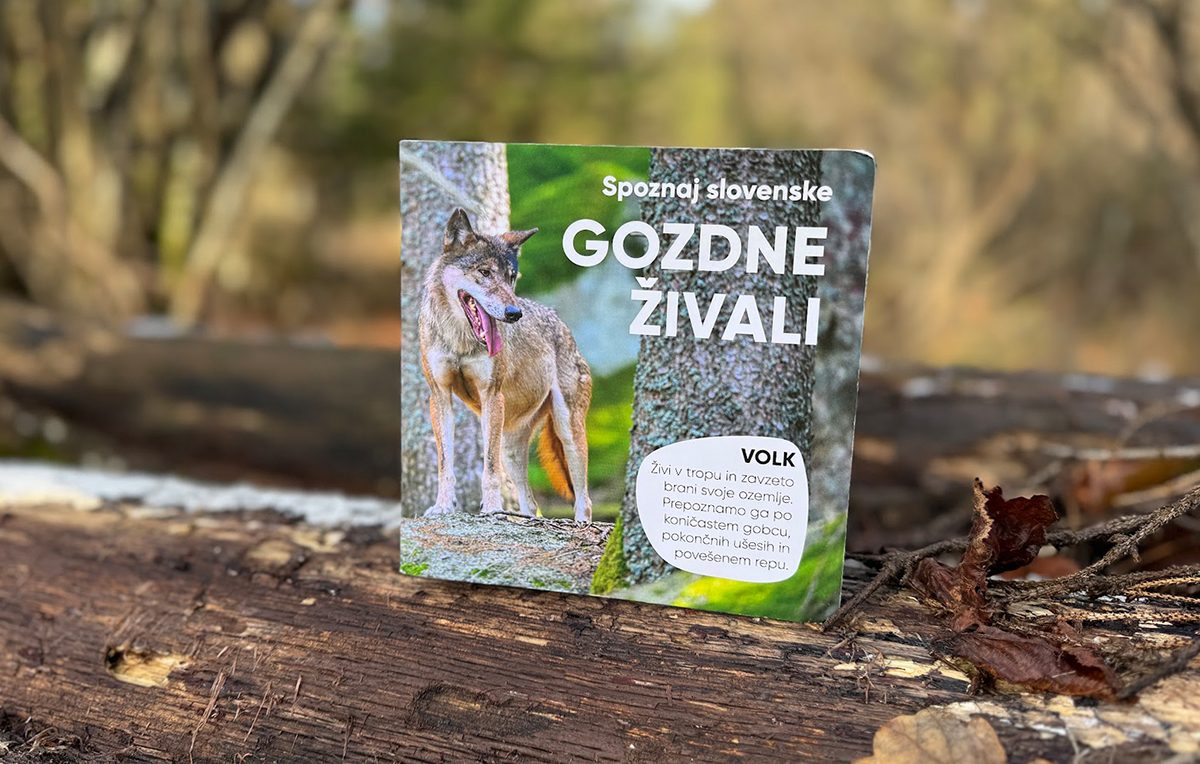 Kartonka Spoznaj slovenske gozdne živali s fotografijo volka na naslovnici, postavljena na podrto deblo v gozdu.